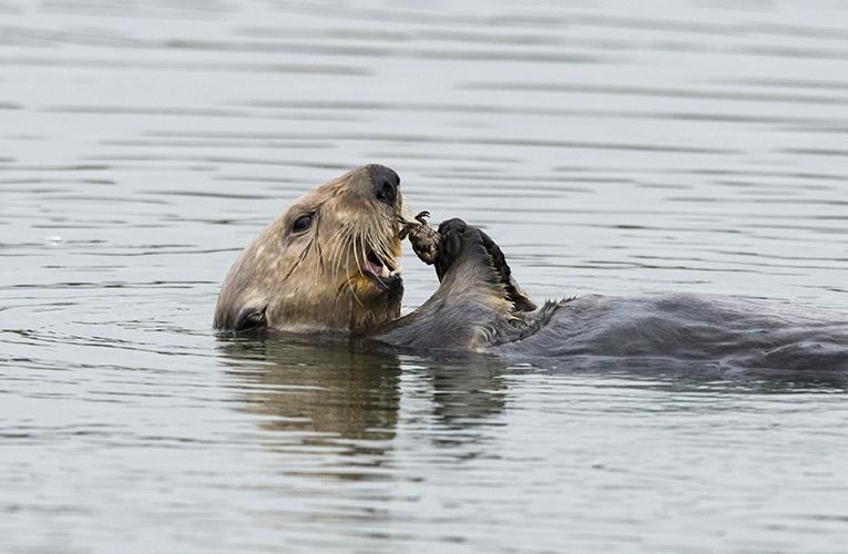 Sea Otters: Unlikely Heroes in California’s Fight Against Climate Change