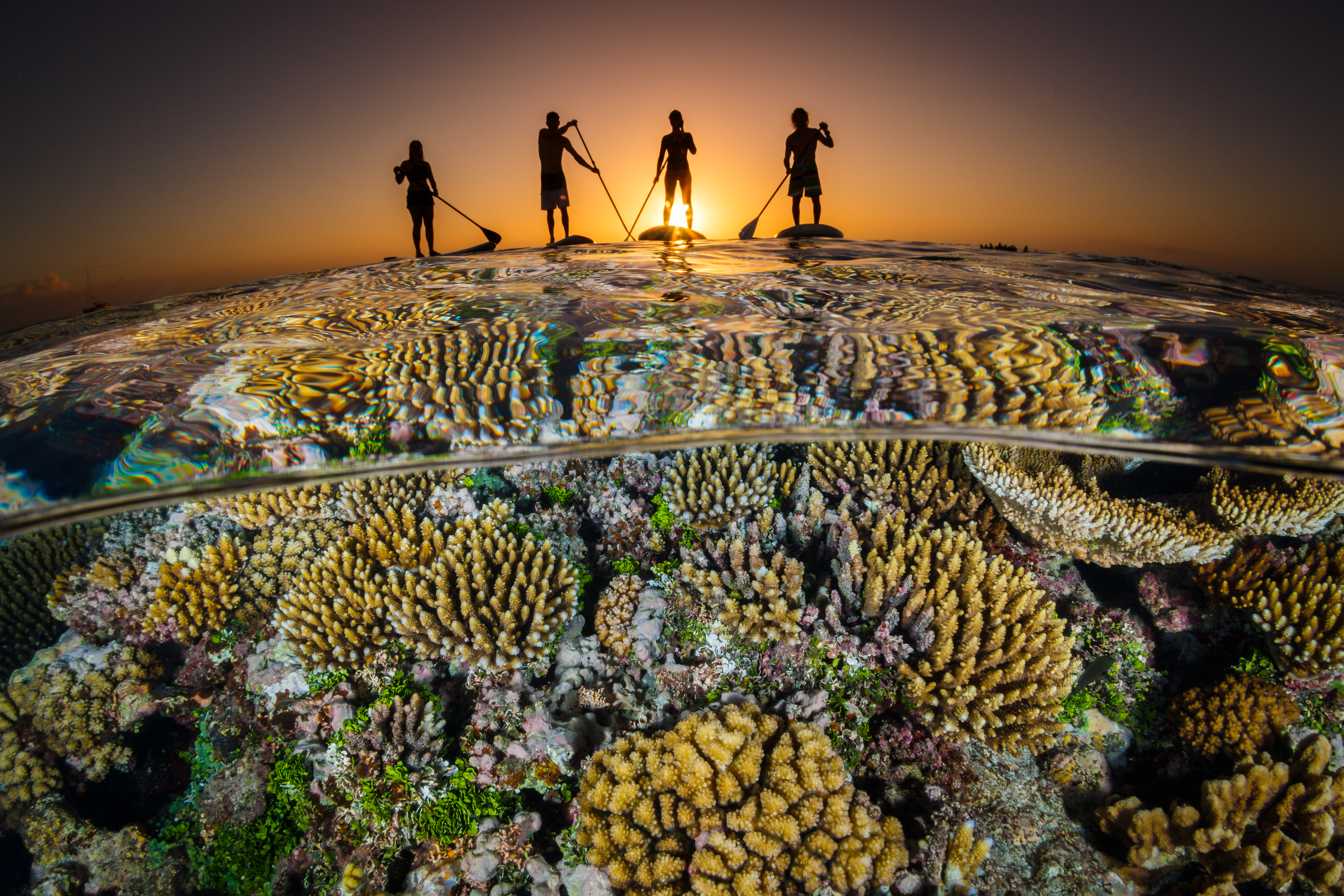 A World Ocean Day Toolkit: Free Ocean Imagery and What Moves People to Act